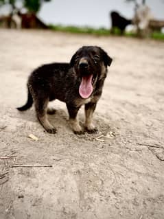 Pure breed German