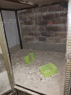 hen
