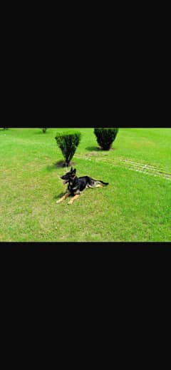 Pedigree