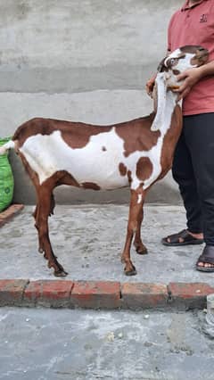 Beautiful Goat