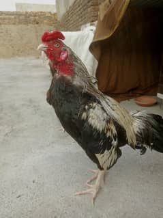 merathi pair 03335303785