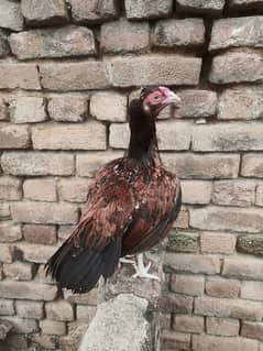 merathi