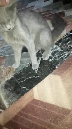 Persian cat