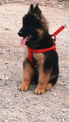 German shepherd puppies long coat my WhatsApp number 03001868066