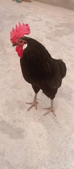 Australorp