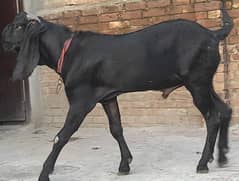 Pure Betal Bakra Breader