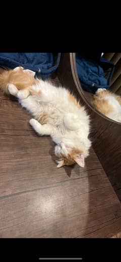 Cute Persian cat for sell