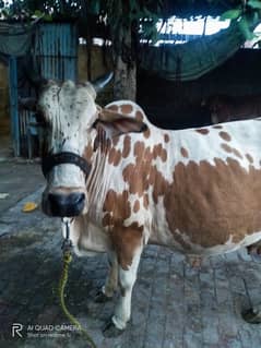 cow
