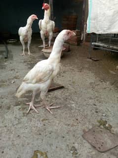 Heera Aseel male
