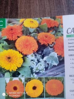 new pak seeds company