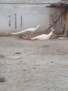 white peacocks