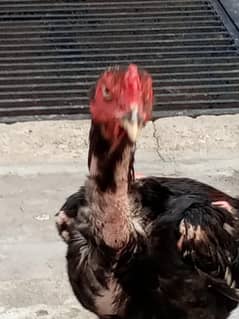 رابط نمبر 03224728525