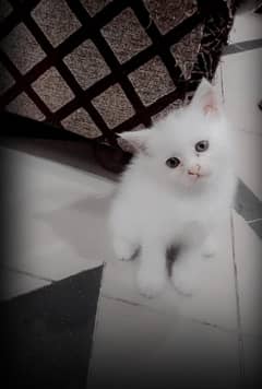 Persian Cat Male and female Available
