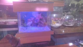 Medium Sized Aquarium