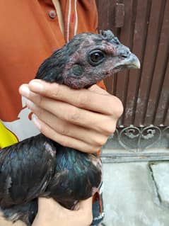 Thai Drogan
