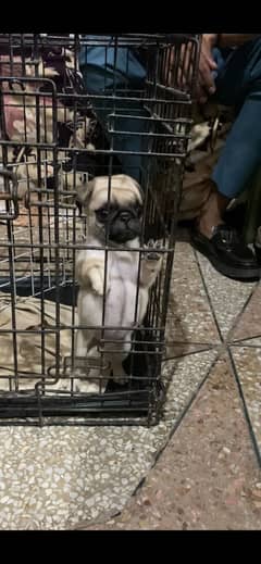 Pug female