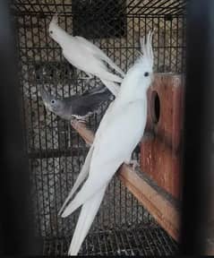 parrot cocktail
