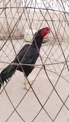 Aseel male