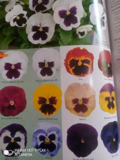 All types of Winter Flowers Seeds
