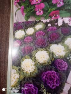 All types of Winter Flowers Seeds 0313 4315701