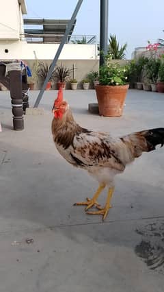 Golden Misri (pair)