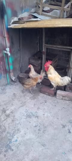 ghar