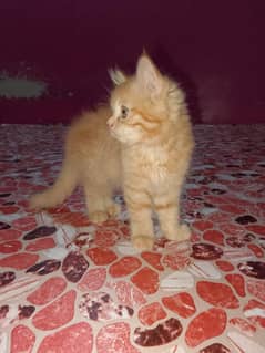 Persian male and female
