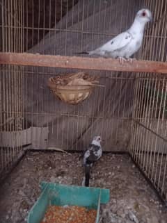 Pide dove