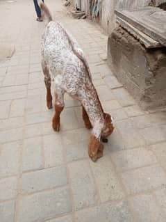 makhi