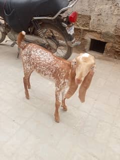 makhi