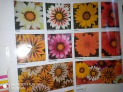 Winter Flowers Seeds