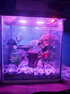aquarium