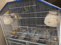 bird’s cage 5 potion srf 10,000