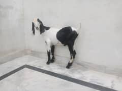 2026 k liye bkra
