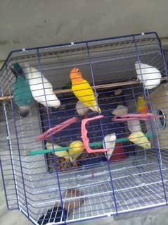 cage