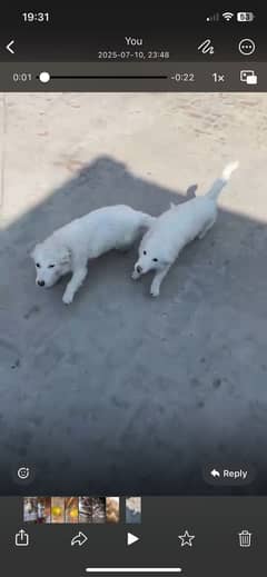 Pure white full tam playing and lover pair