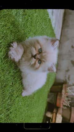 Persian