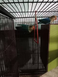 3 pieces lovebird available for sale