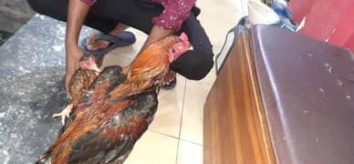 Male and Female Aseel urgentl Sale