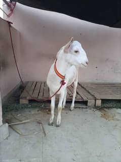 teda breeder