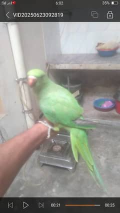 green parrot for sale full hand tame