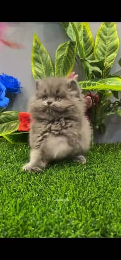 blue eyes white Persian kitten|Triple long coat |WhatsApp. 03250387943