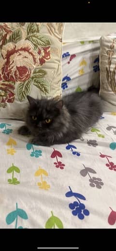 persian charcoal cat