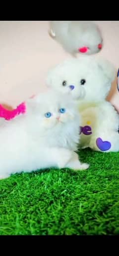blue eyes white Persian kitten|Triple long coat |WhatsApp. 03250387943