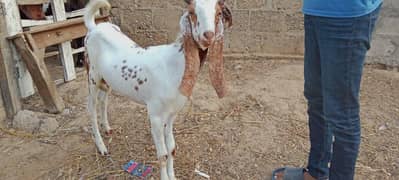 Makha Cheena cross Bakra for sale sehatmand aur tagra