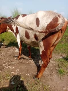 cow