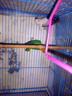 love birds breeder pair