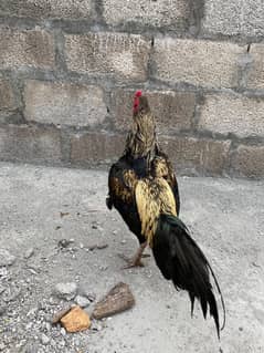 Thai cross best quality aseel murga for sale wts app 030555380880