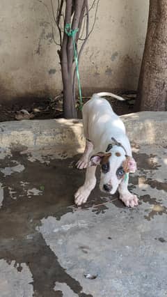 Bully puppies for sale high quality 31inch