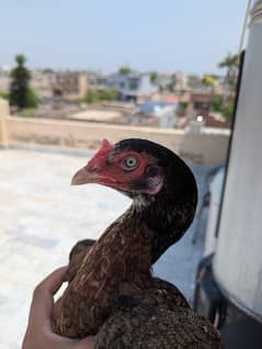Bajri